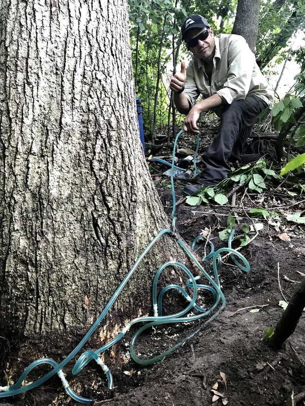 tree specialist