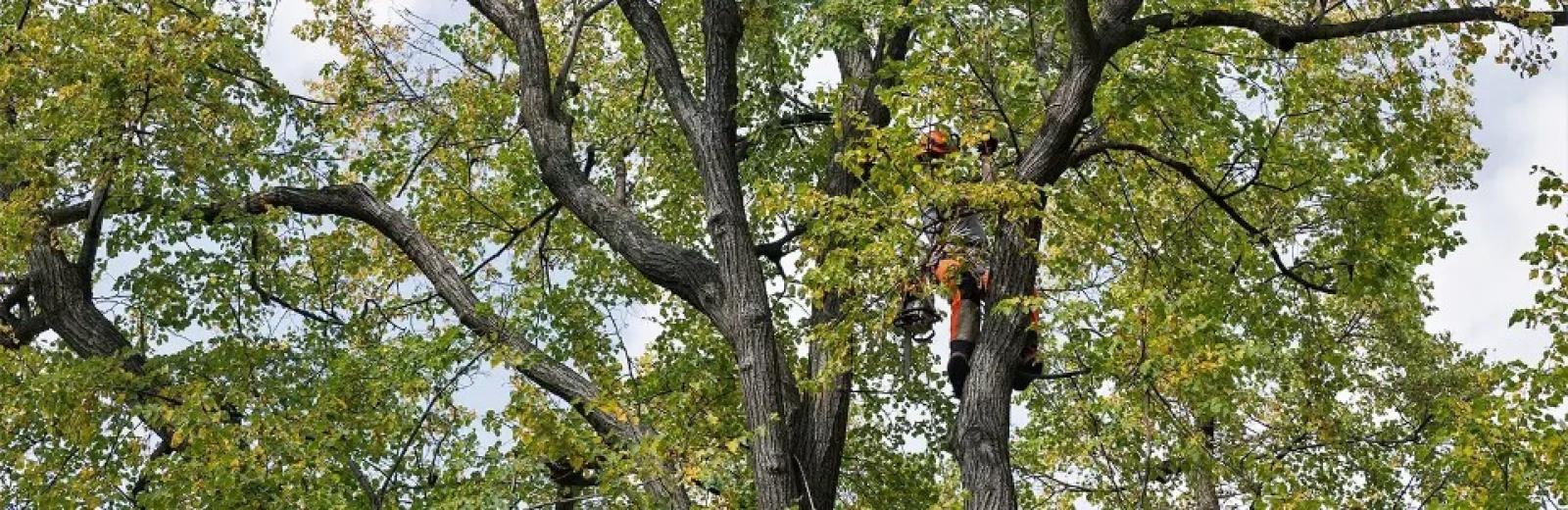 technician up in a tall tree trimming the branches