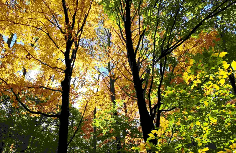 trees with sunlight peaking